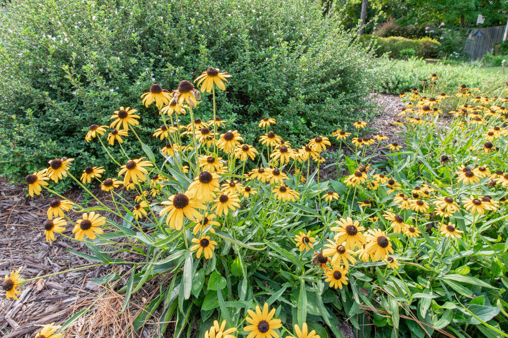 1017 Clark Road Southwest Aiken, SC 29803 - Photo 35 of 46 Flowers!