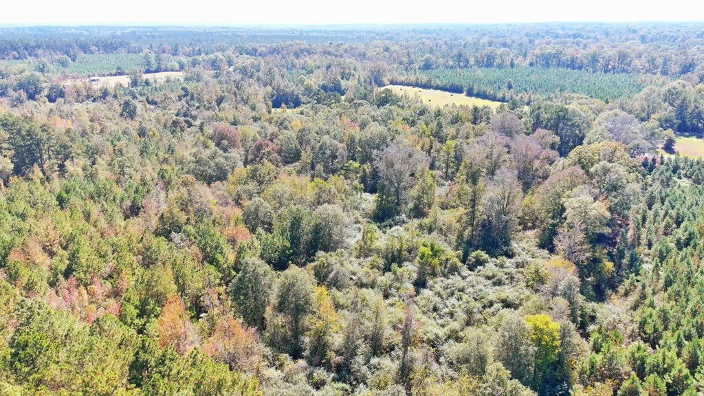 0 Fenn Road Smithdale, MS 39664 - Photo 11 of 18 Photo 11