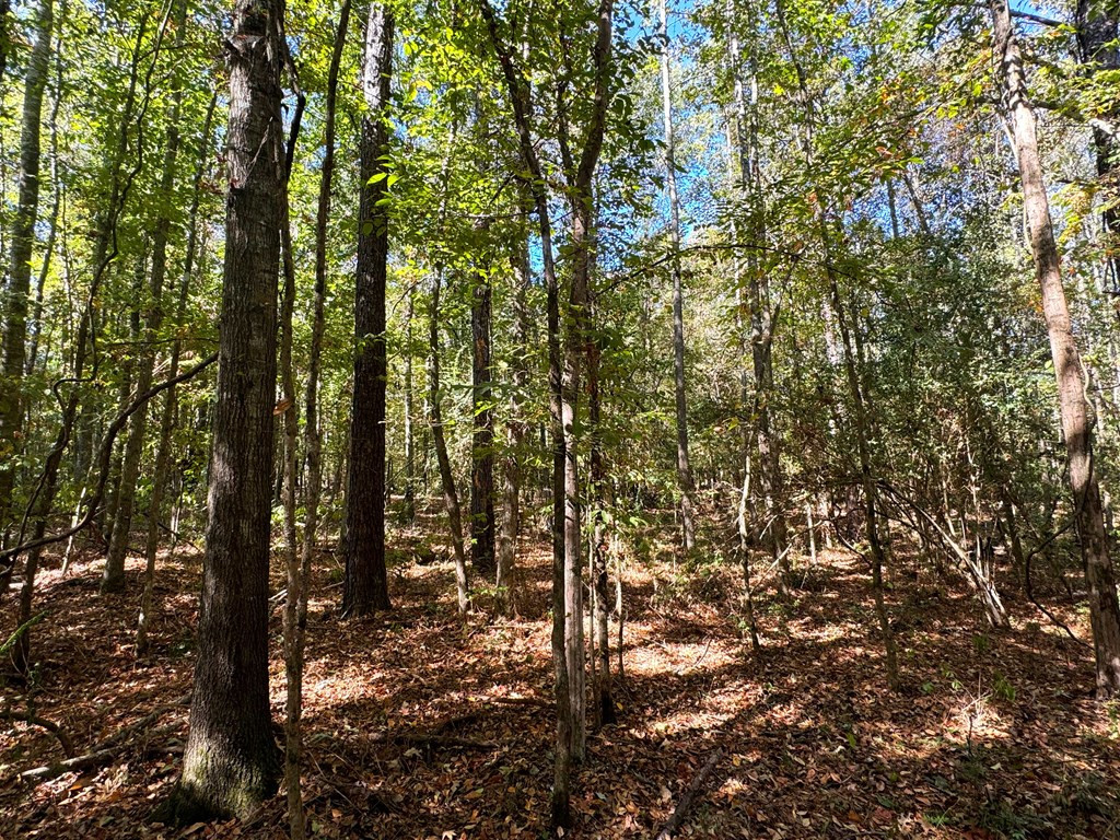 0 Fenn Road Smithdale, MS 39664 - Photo 14 of 18 Photo 14