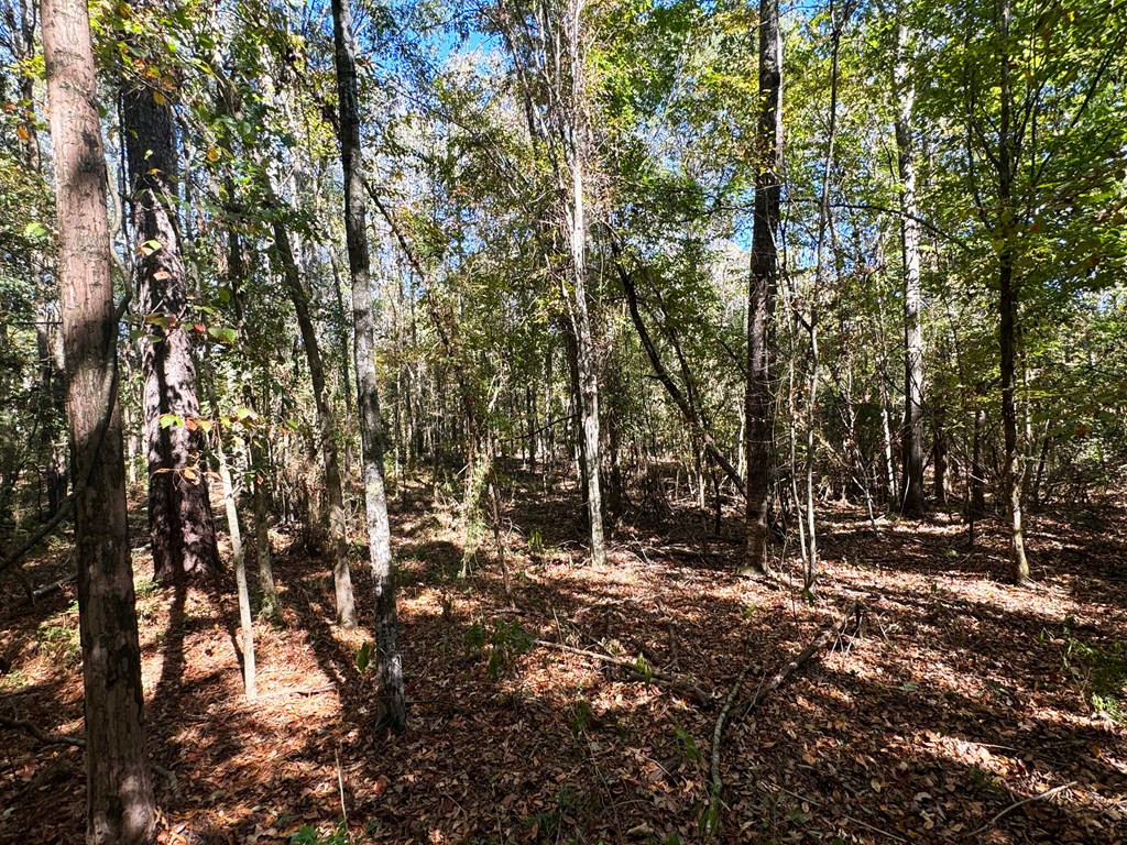 0 Fenn Road Smithdale, MS 39664 - Photo 15 of 18 Photo 15