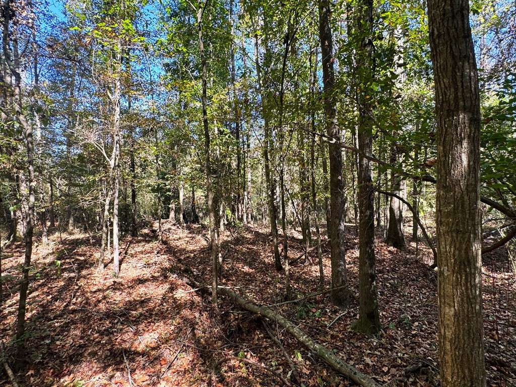 0 Fenn Road Smithdale, MS 39664 - Photo 17 of 18 Photo 17
