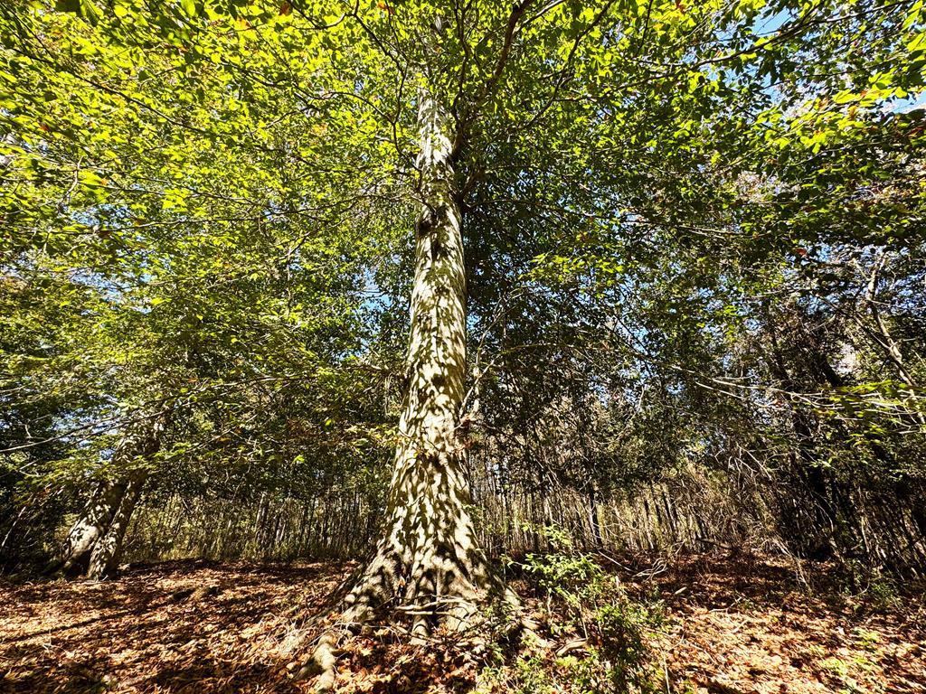 0 Fenn Road Smithdale, MS 39664 - Photo 2 of 18 Photo 2