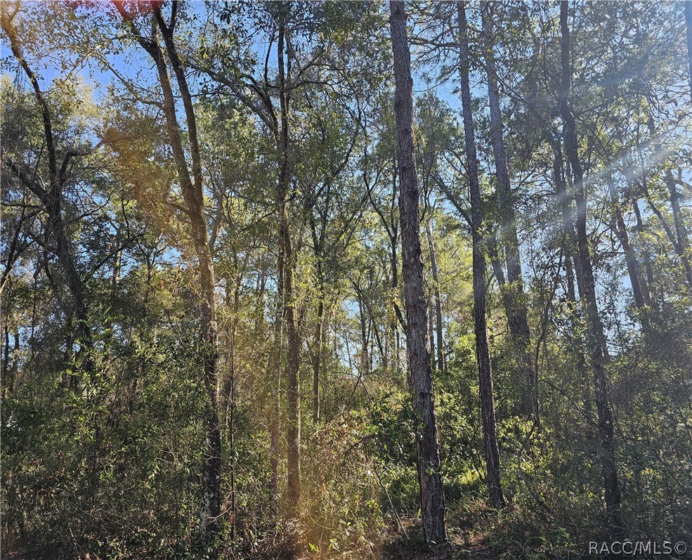 6342 East Glover Street Inverness, FL 34452 - Photo 3 of 5 a view of forest