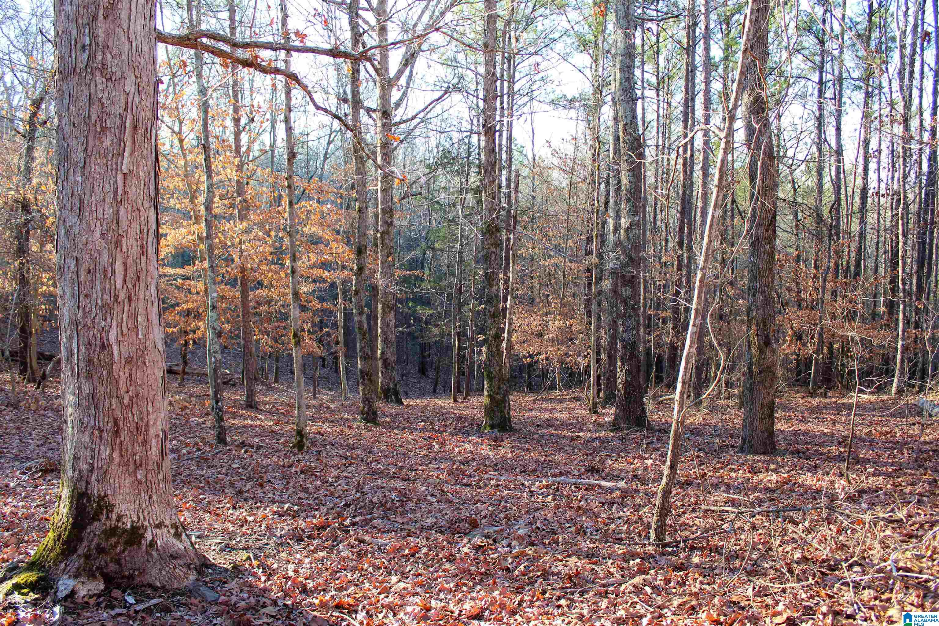 29 Highway Hamilton Al, Unit 1 Hamilton, AL 35570 - Photo 3 of 55