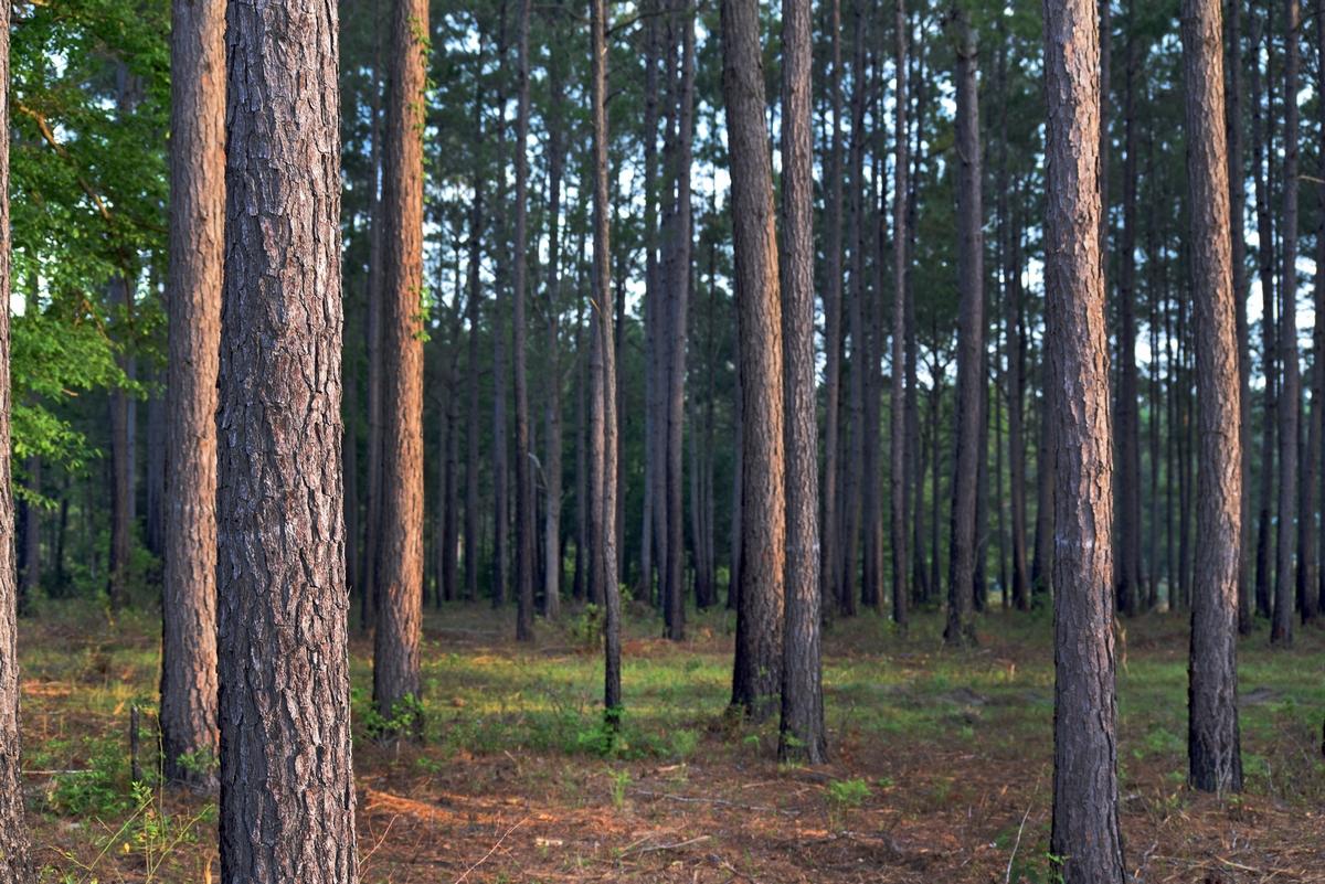 1230 Thames Road Awendaw, SC 29429 - Photo 2 of 14 thumb_DSC_0004
