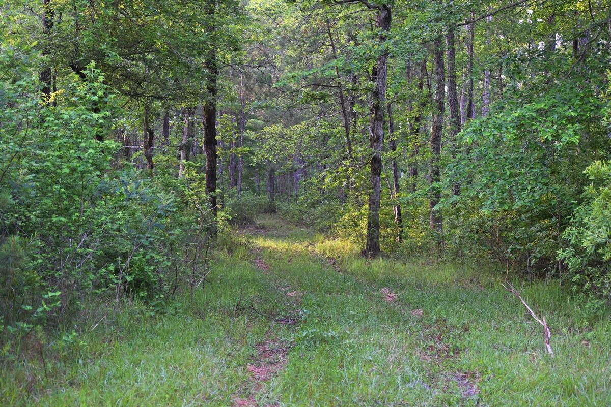 1230 Thames Road Awendaw, SC 29429 - Photo 13 of 14 thumb_DSC_0018