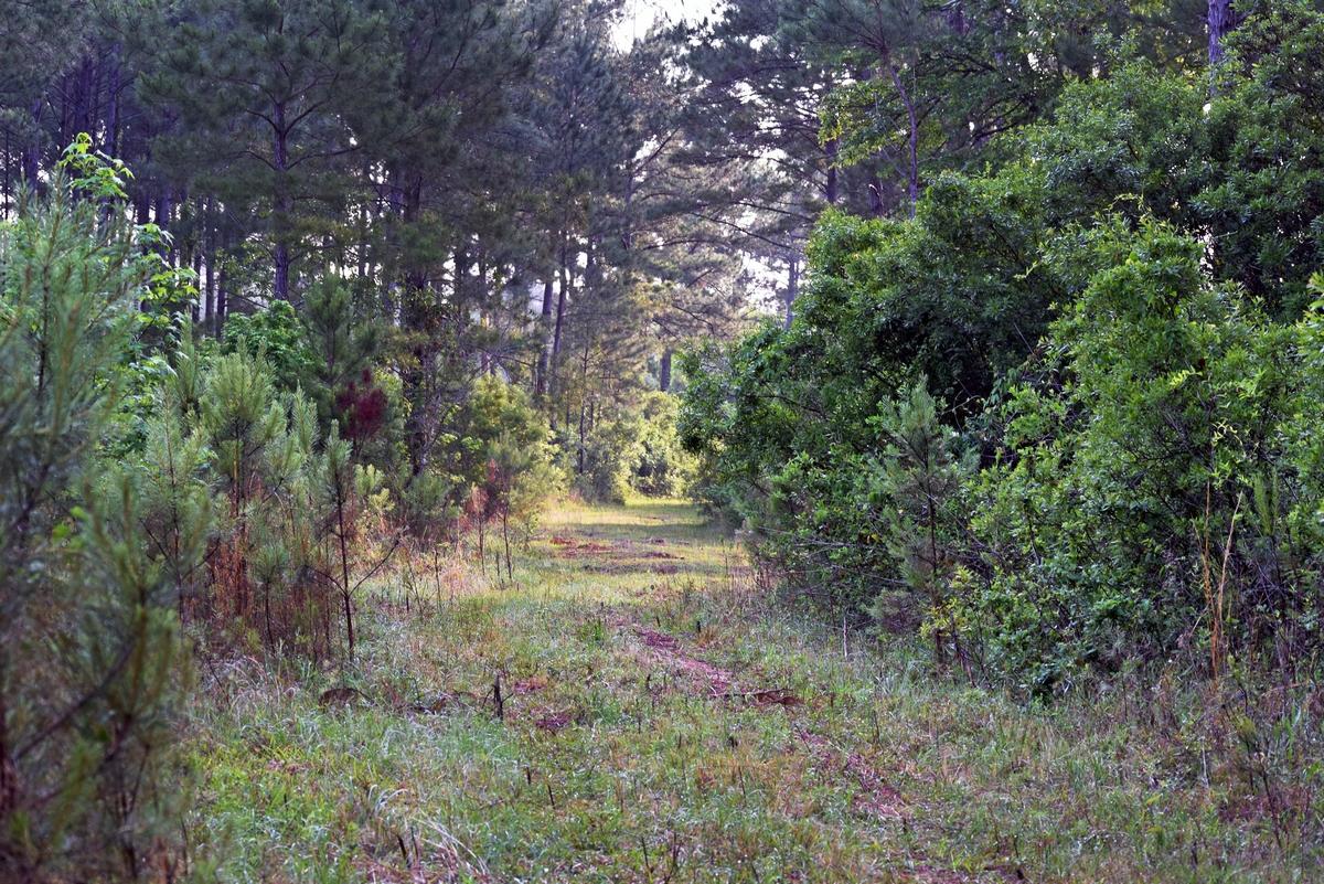 1230 Thames Road Awendaw, SC 29429 - Photo 14 of 14 thumb_DSC_0019