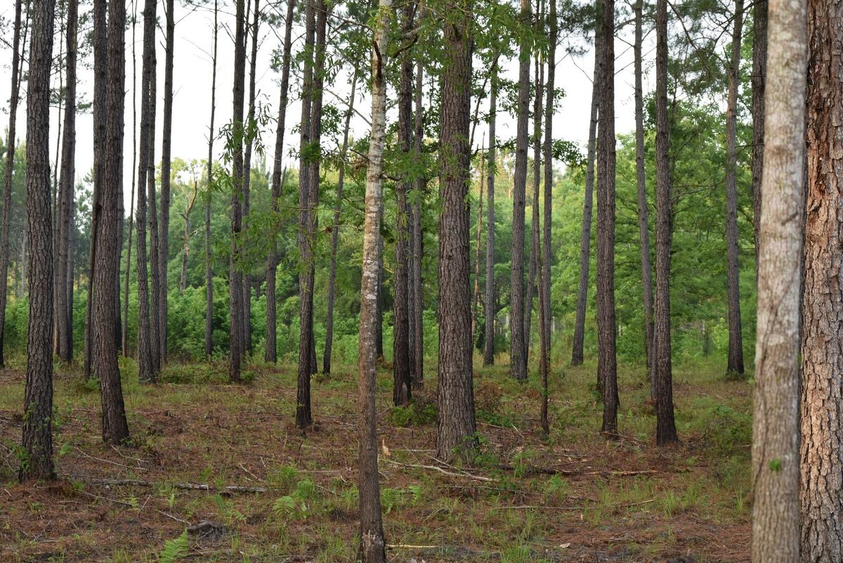 1230 Thames Road Awendaw, SC 29429 - Photo 3 of 14 thumb_DSC_0005