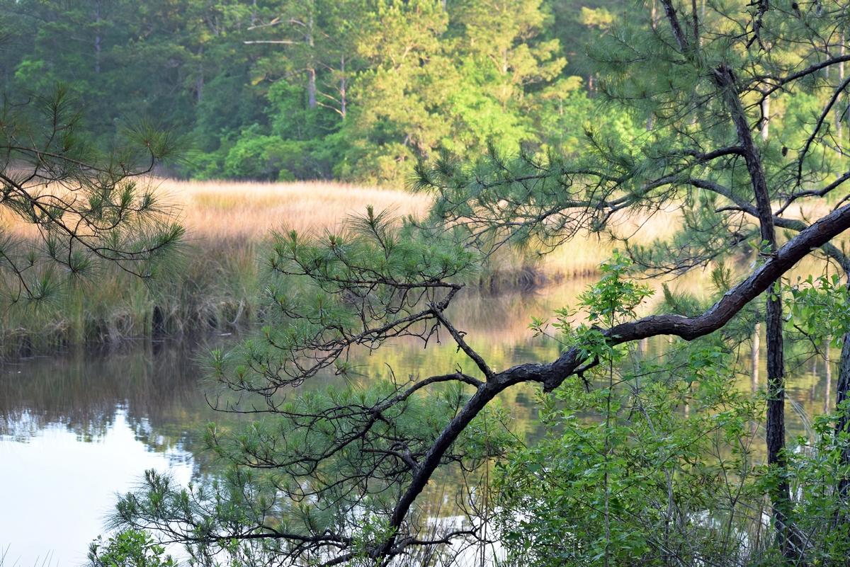 1230 Thames Road Awendaw, SC 29429 - Photo 4 of 14 thumb_DSC_0007