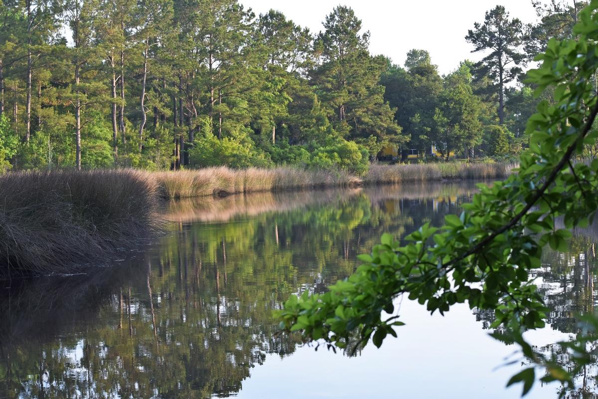 1230 Thames Road Awendaw, SC 29429 - Photo 6 of 14 thumb_DSC_0009