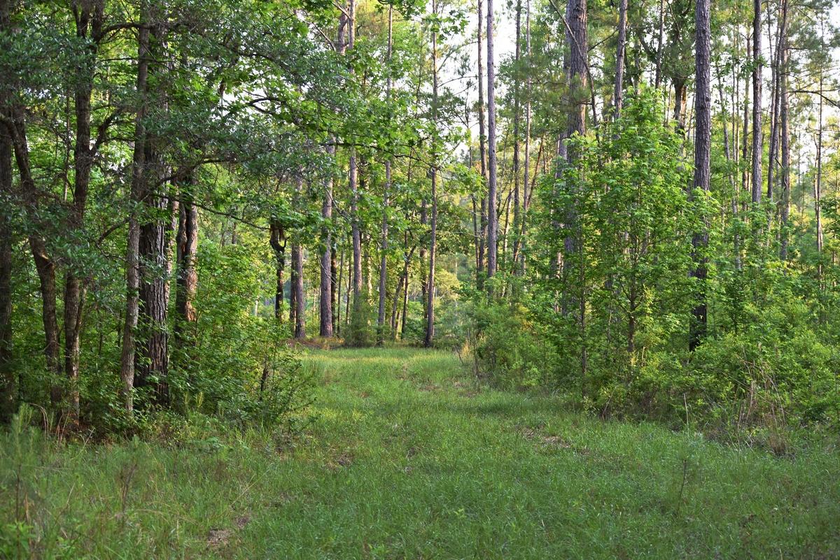 1230 Thames Road Awendaw, SC 29429 - Photo 7 of 14 thumb_DSC_0011