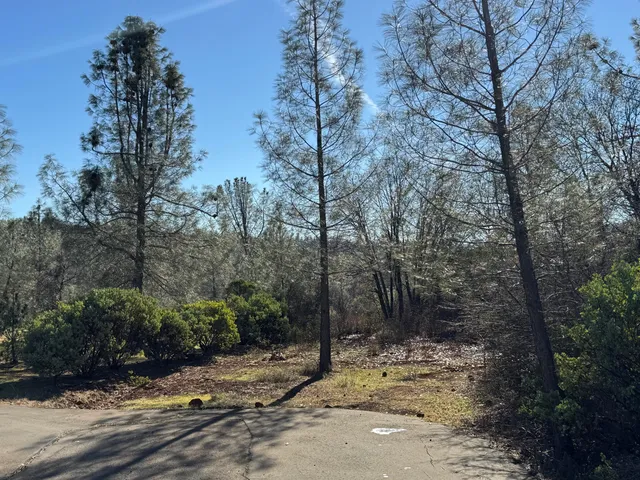 a view of a yard with trees in the background