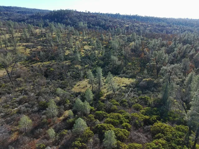 a view of a forest with a street