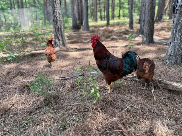 $415,000 | 1808 Aiken Creek Road, Blackstock, SC 29014