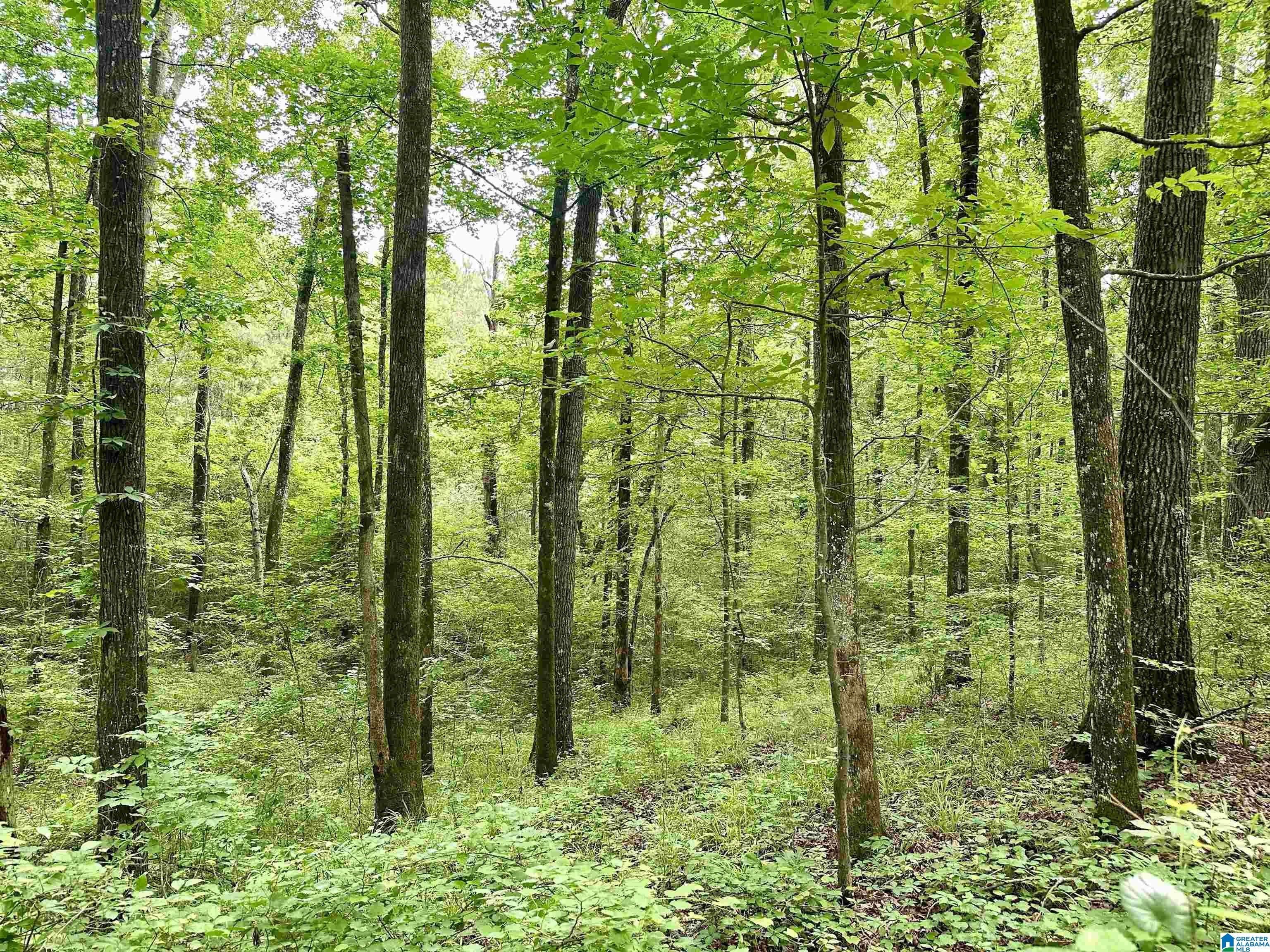 0 Aaron Road Jasper, AL 35501 - Photo 33 of 44