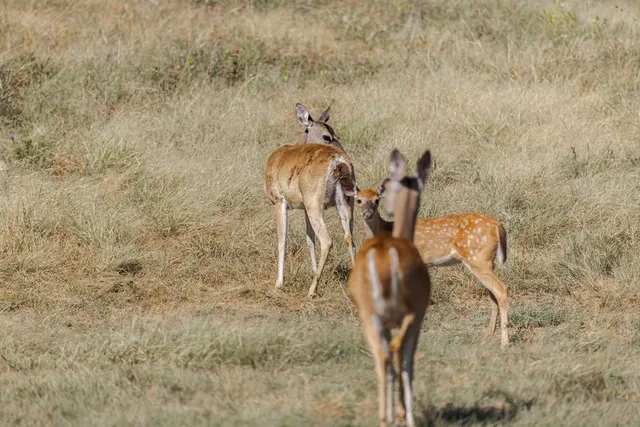 $1,699,999 | 1763 Nixon Creek Road, Fredericksburg, TX 78624
