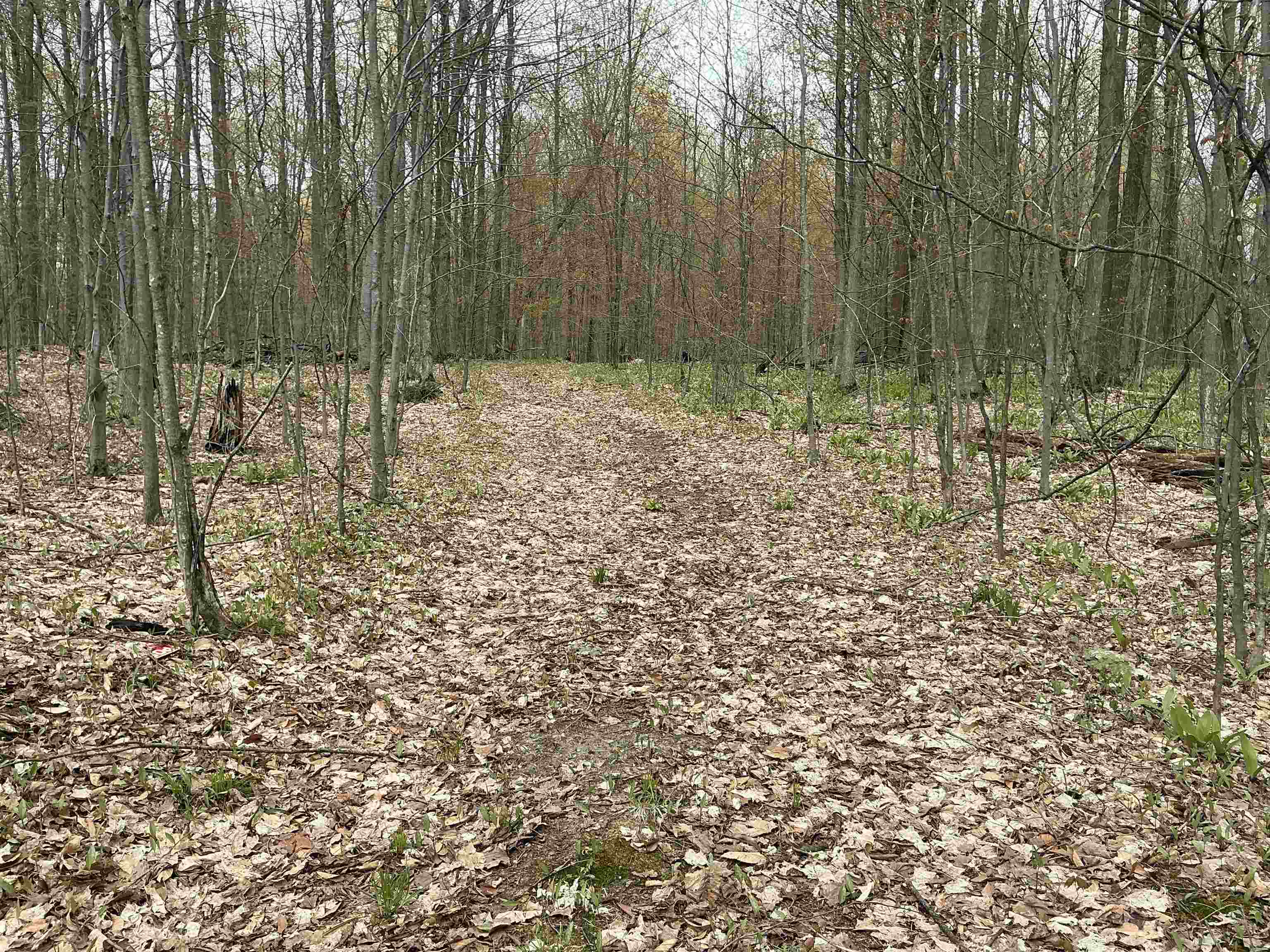 20-acres Zimmerman Road Northwest Alden, MI 49612 - Photo 2 of 11