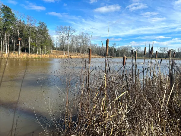 a view of river covered with tall trees