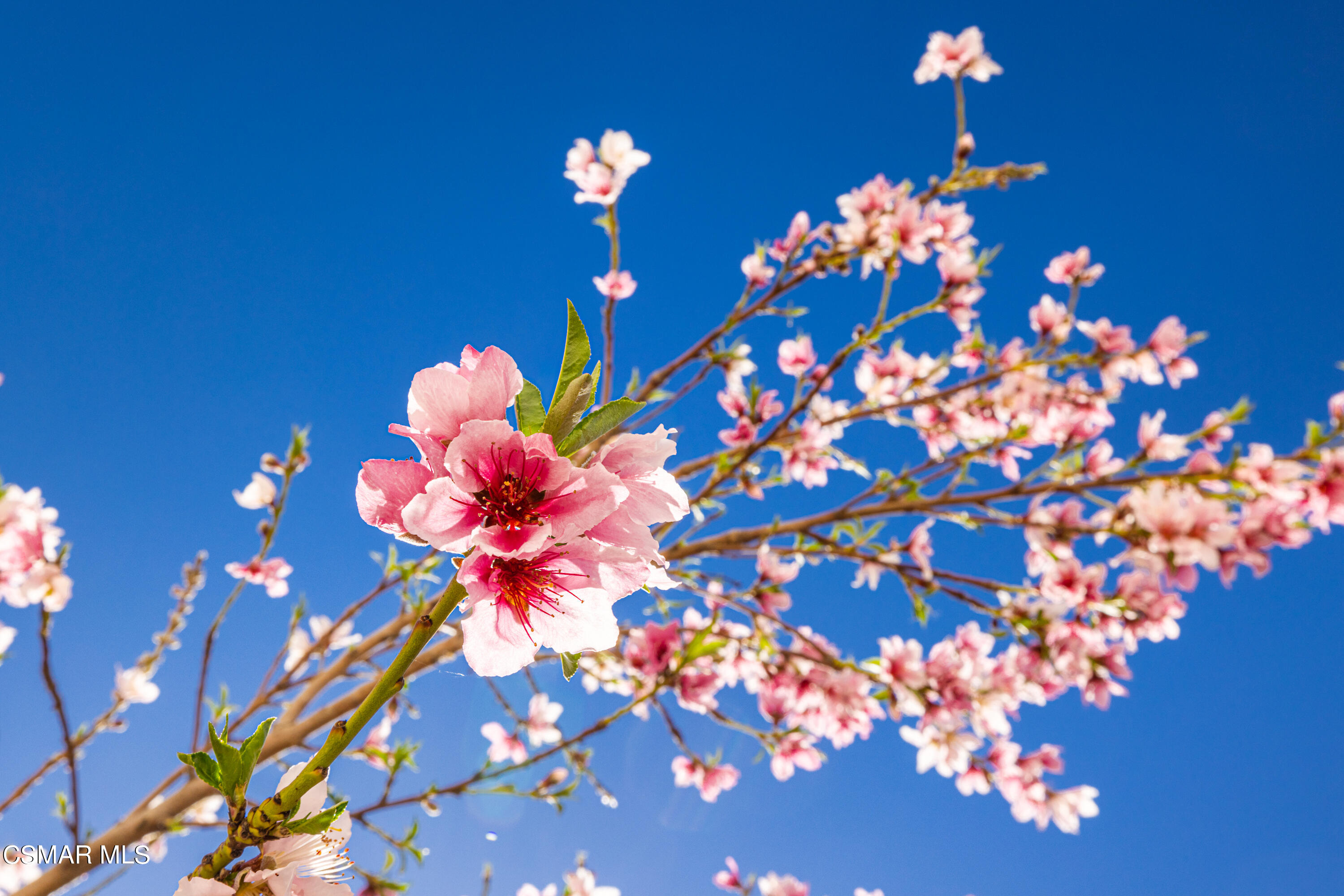 396 Edgewood Drive Fillmore, CA 93015 - Photo 26 of 29