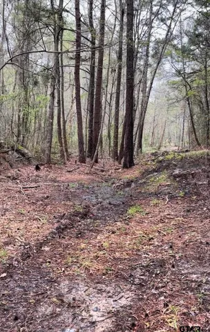 a view of a forest with trees in the background