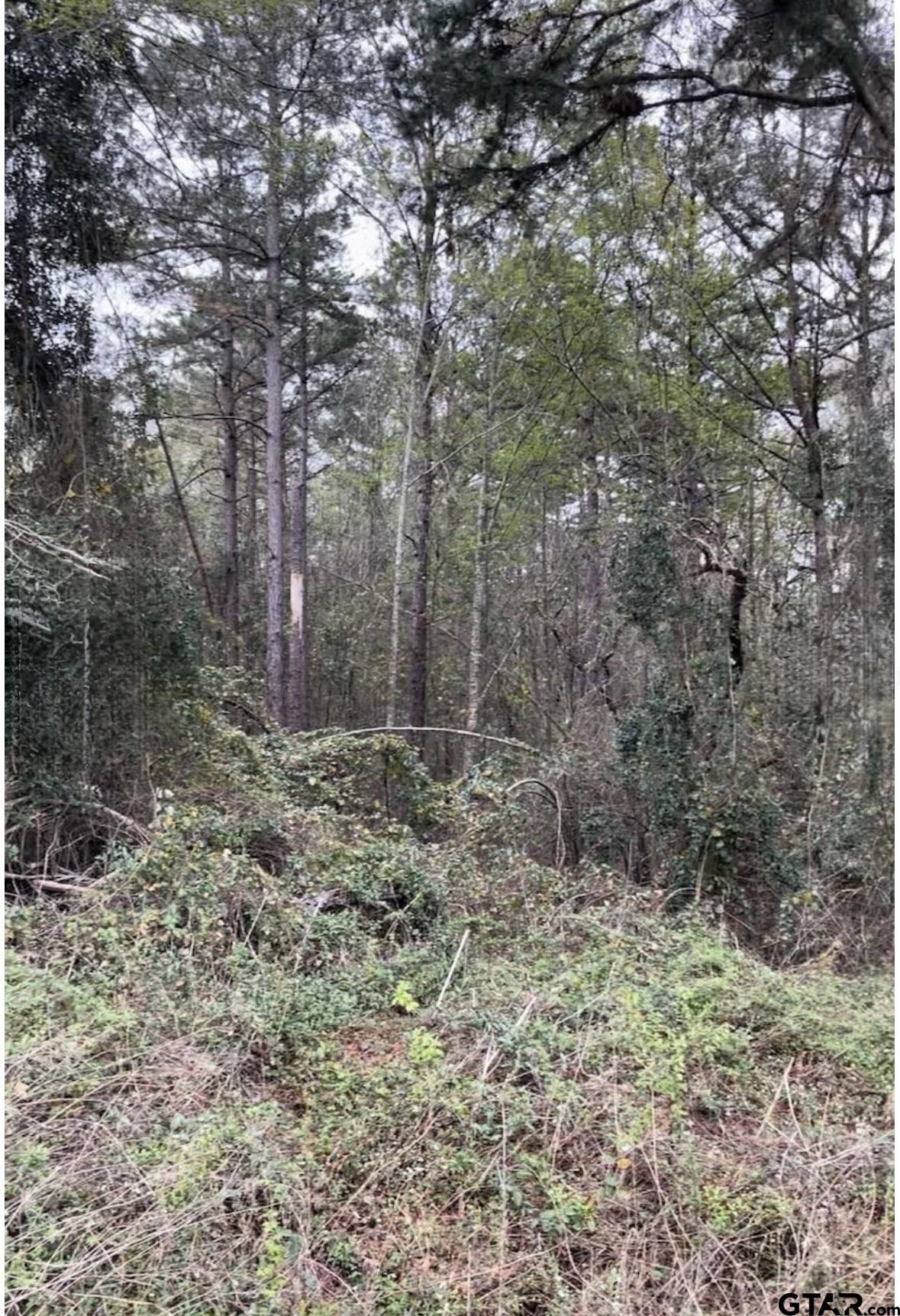 5152 Shiloh Ridge Drive Tyler, TX 75703 - Photo 4 of 13 a view of a forest with trees in the background