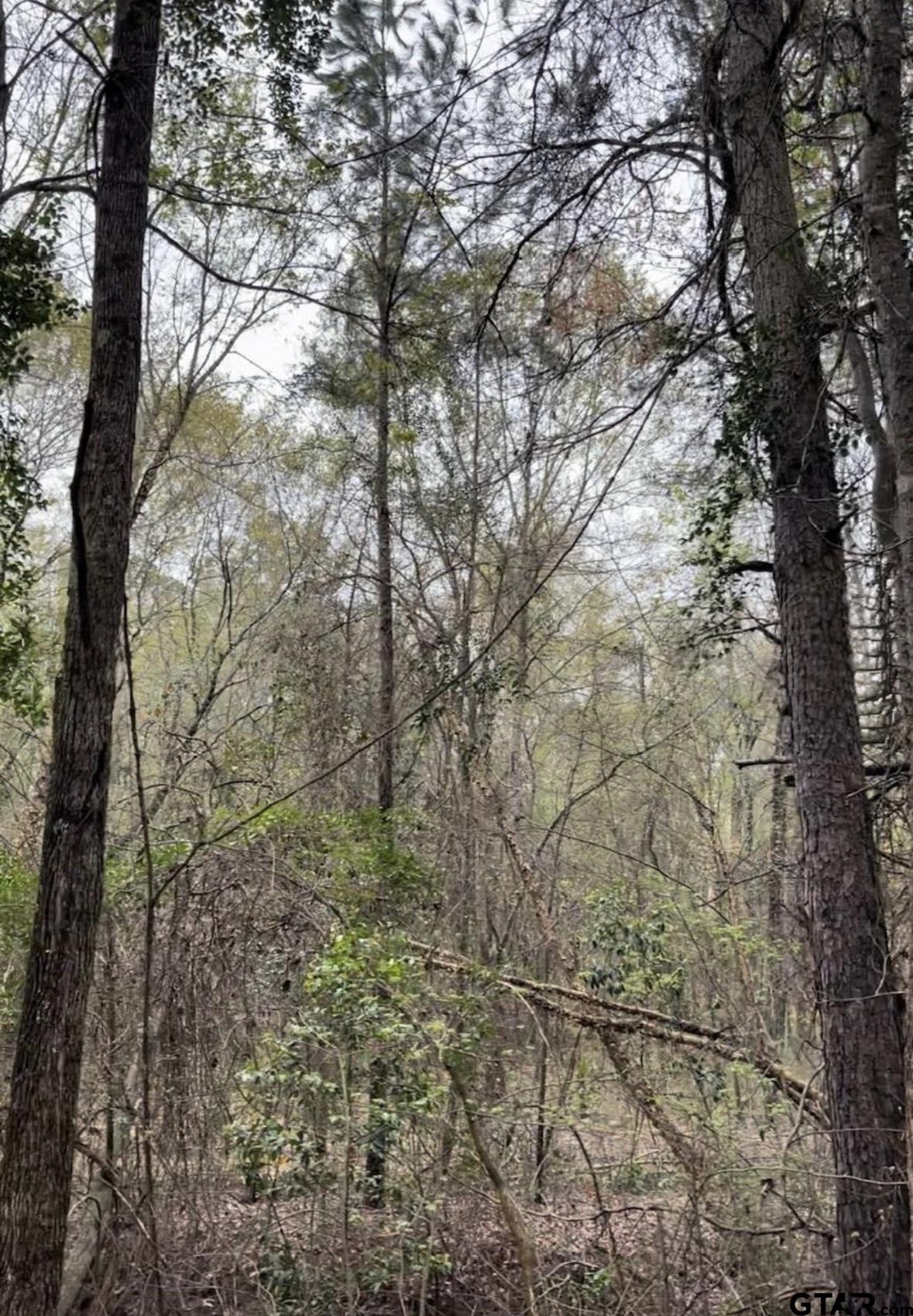 5152 Shiloh Ridge Drive Tyler, TX 75703 - Photo 6 of 13 a picture of trees