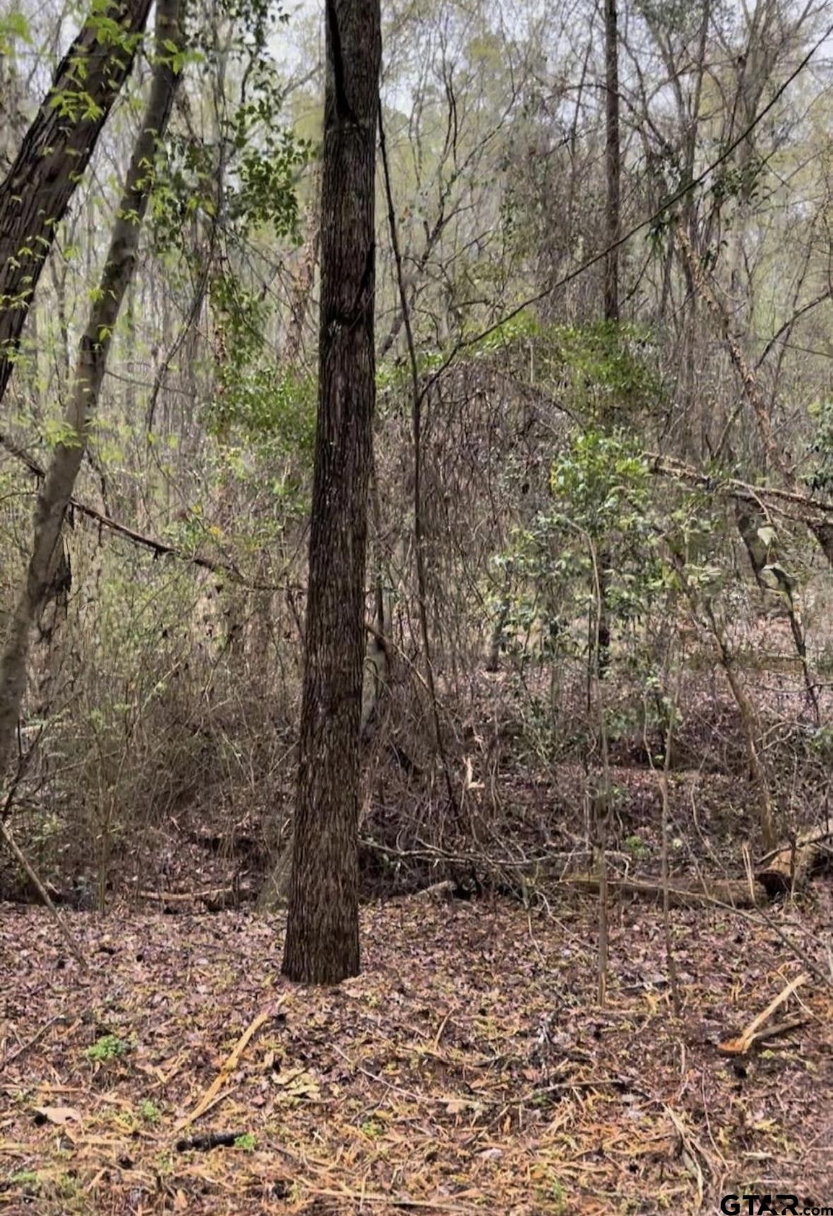 5152 Shiloh Ridge Drive Tyler, TX 75703 - Photo 7 of 13 a fire hydrant in the middle of a forest