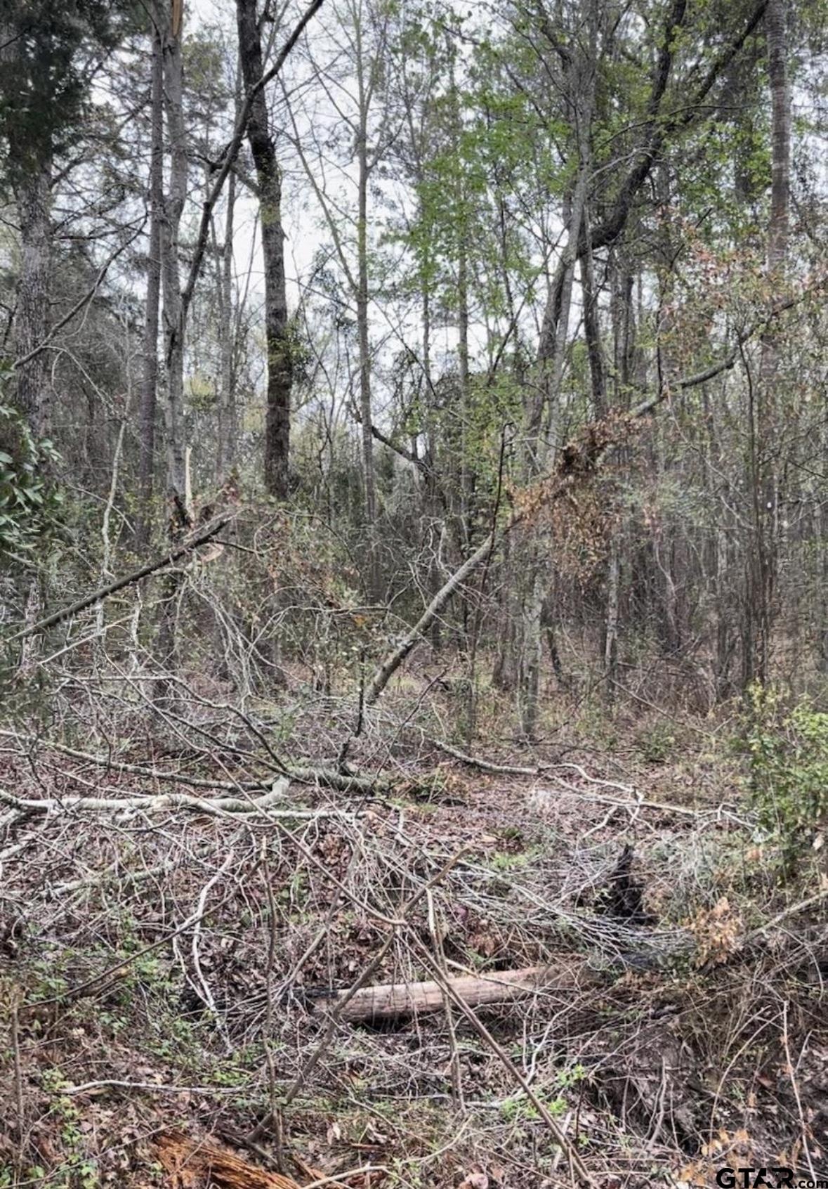 5152 Shiloh Ridge Drive Tyler, TX 75703 - Photo 9 of 13 a view of a yard with large trees