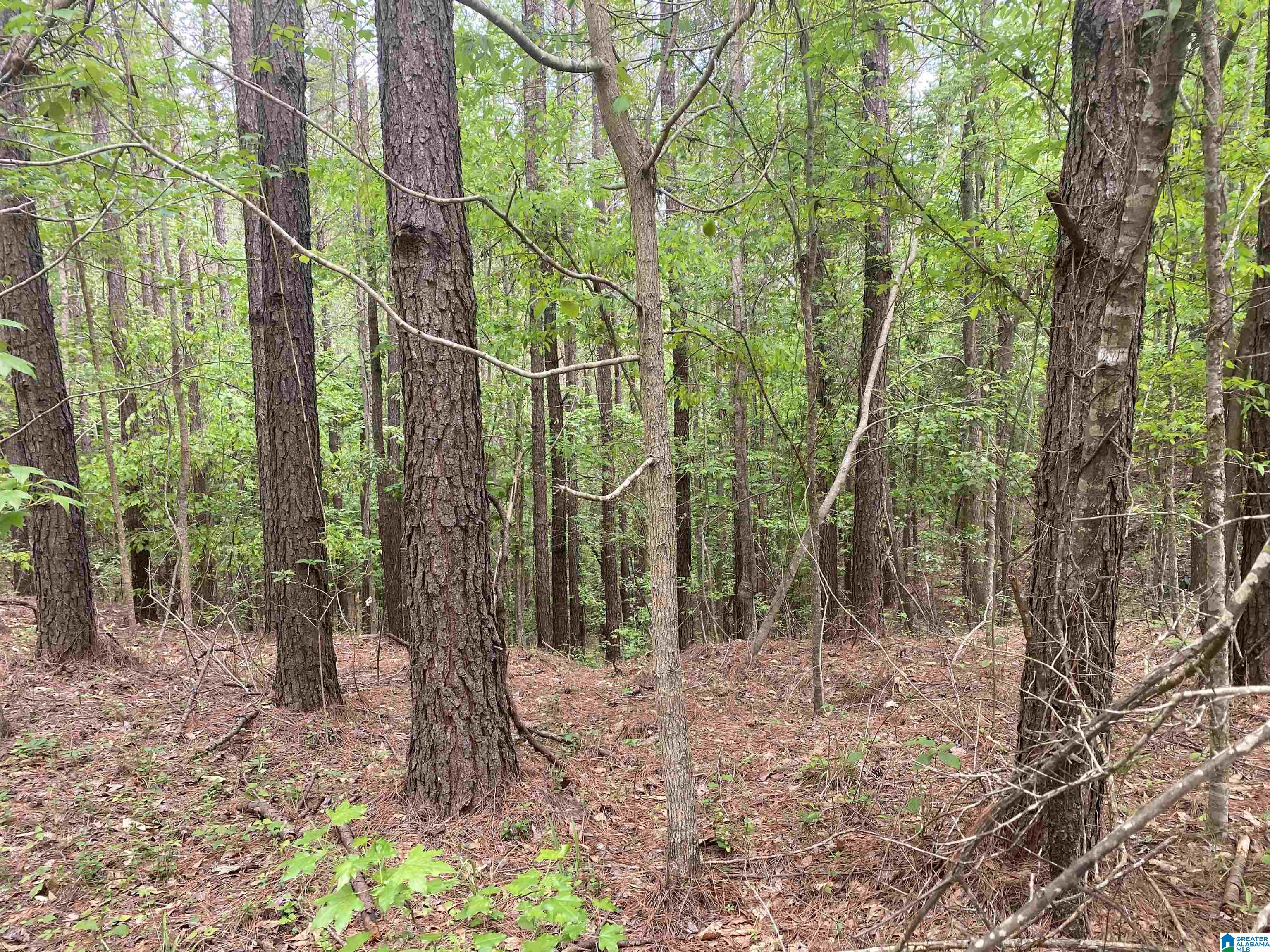 0 County Road 44 Linden, AL 36748 - Photo 41 of 48