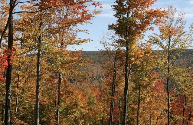0 Strackville Road Schuyler Falls, NY 12985 - Photo 6 of 6 image2