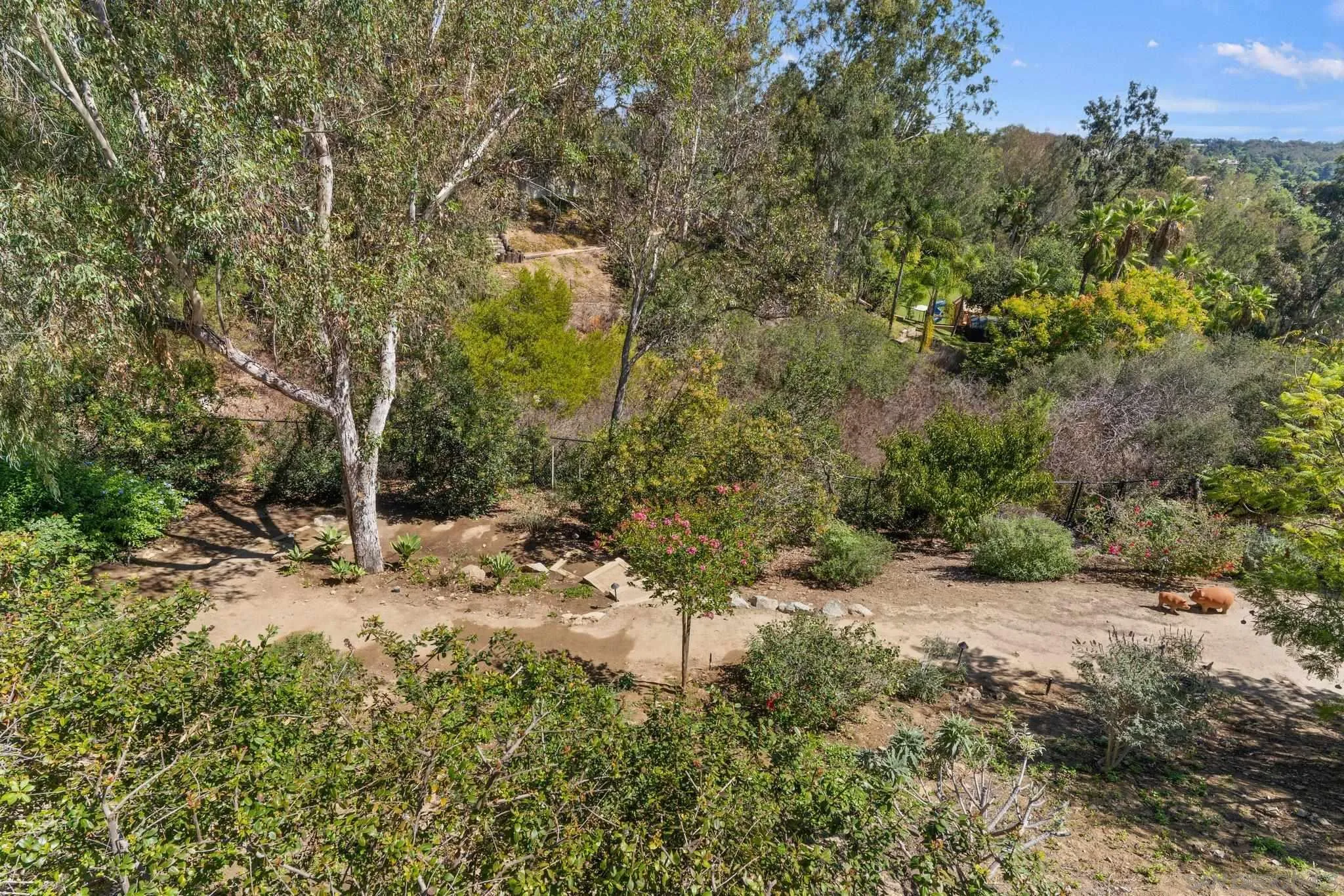 6286 Avenida Floresta Rancho Santa Fe, CA 92067 - Photo 60 of 69 a view of a forest with trees