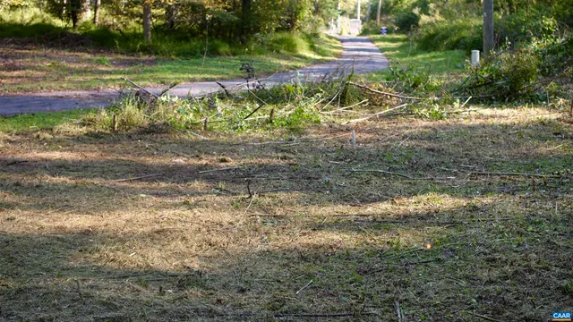 a view of a yard with plants and large trees