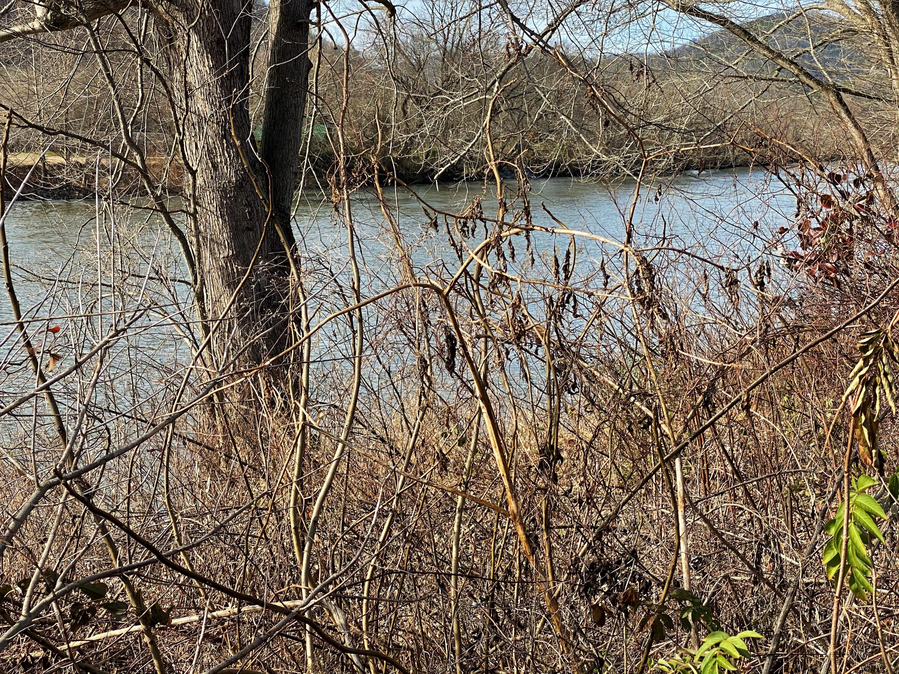 - River Rapids Way, Unit 25 Del Rio, TN 37727 - Photo 13 of 23 IMG_0904