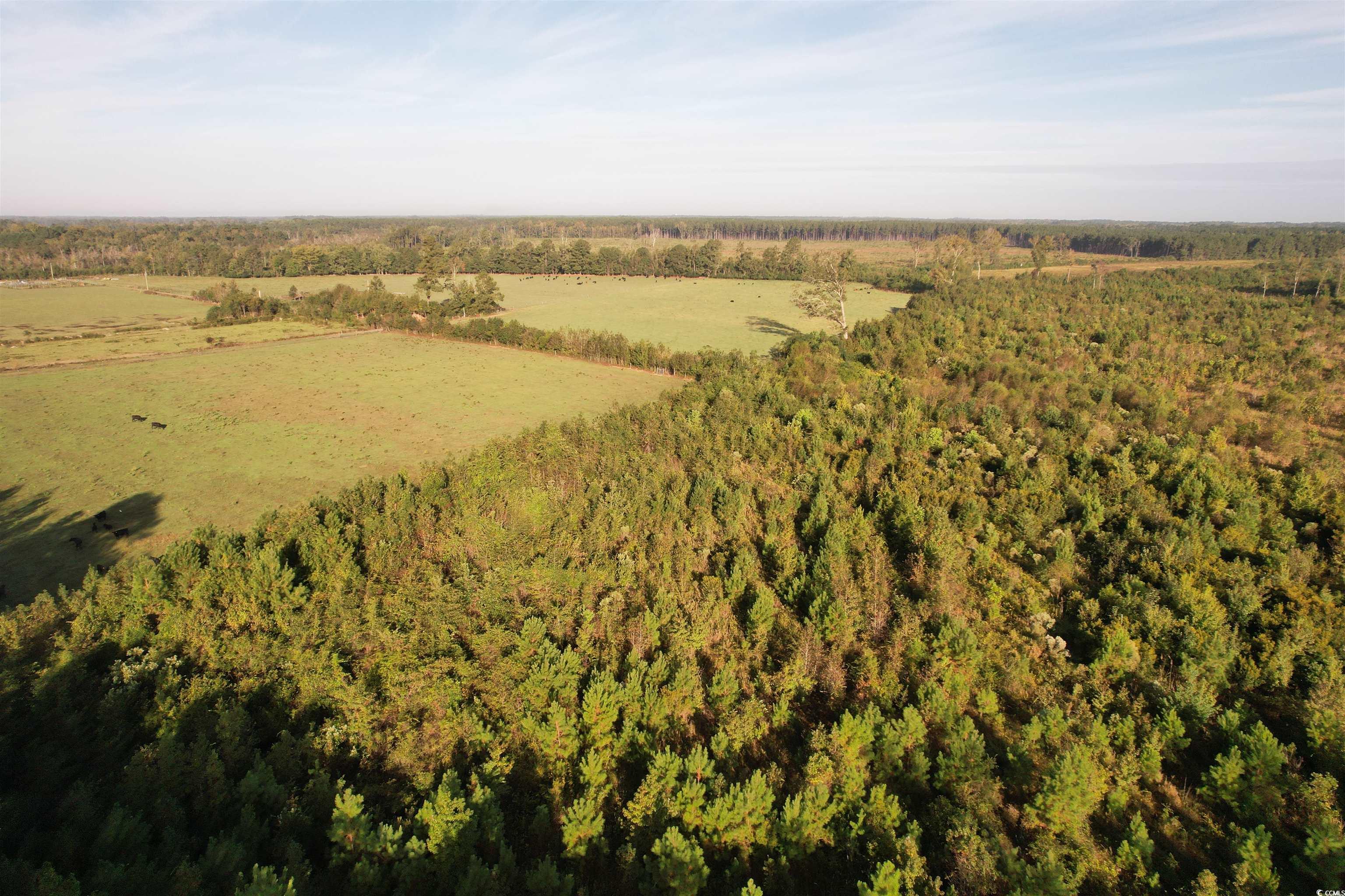 66.5-acres-tbd Baxley Road Hemingway, SC 29554 - Photo 12 of 21