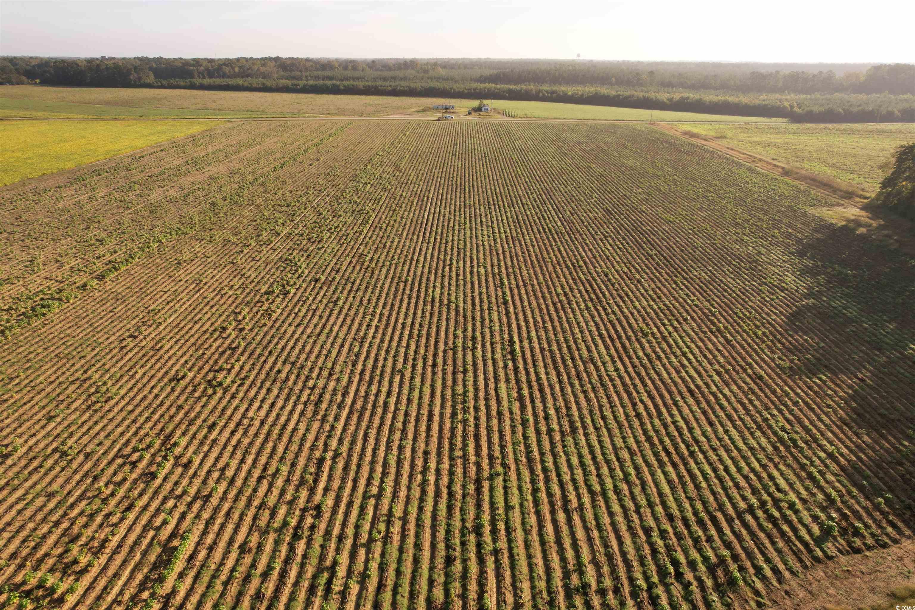 66.5-acres-tbd Baxley Road Hemingway, SC 29554 - Photo 14 of 21