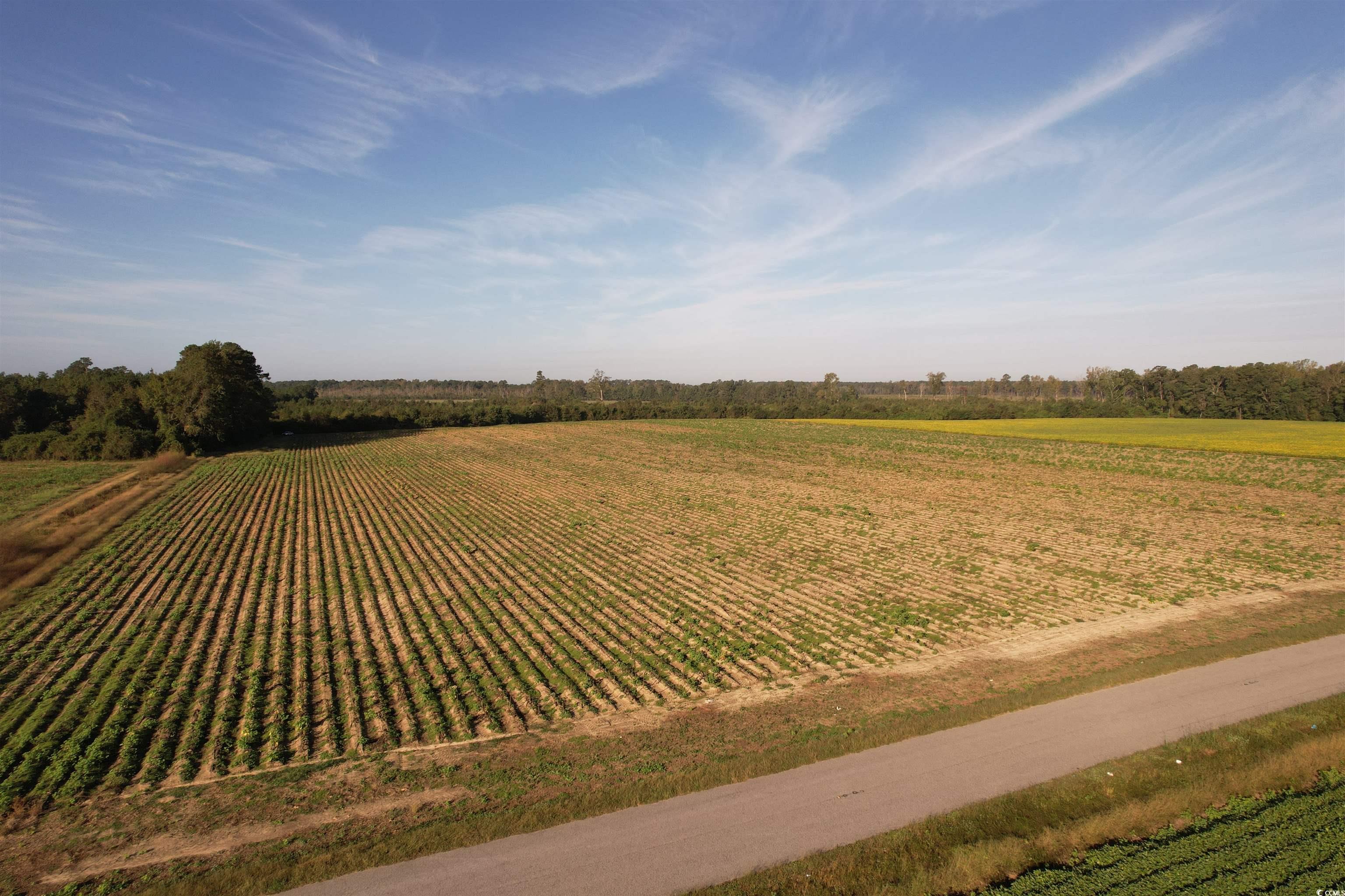 66.5-acres-tbd Baxley Road Hemingway, SC 29554 - Photo 15 of 21