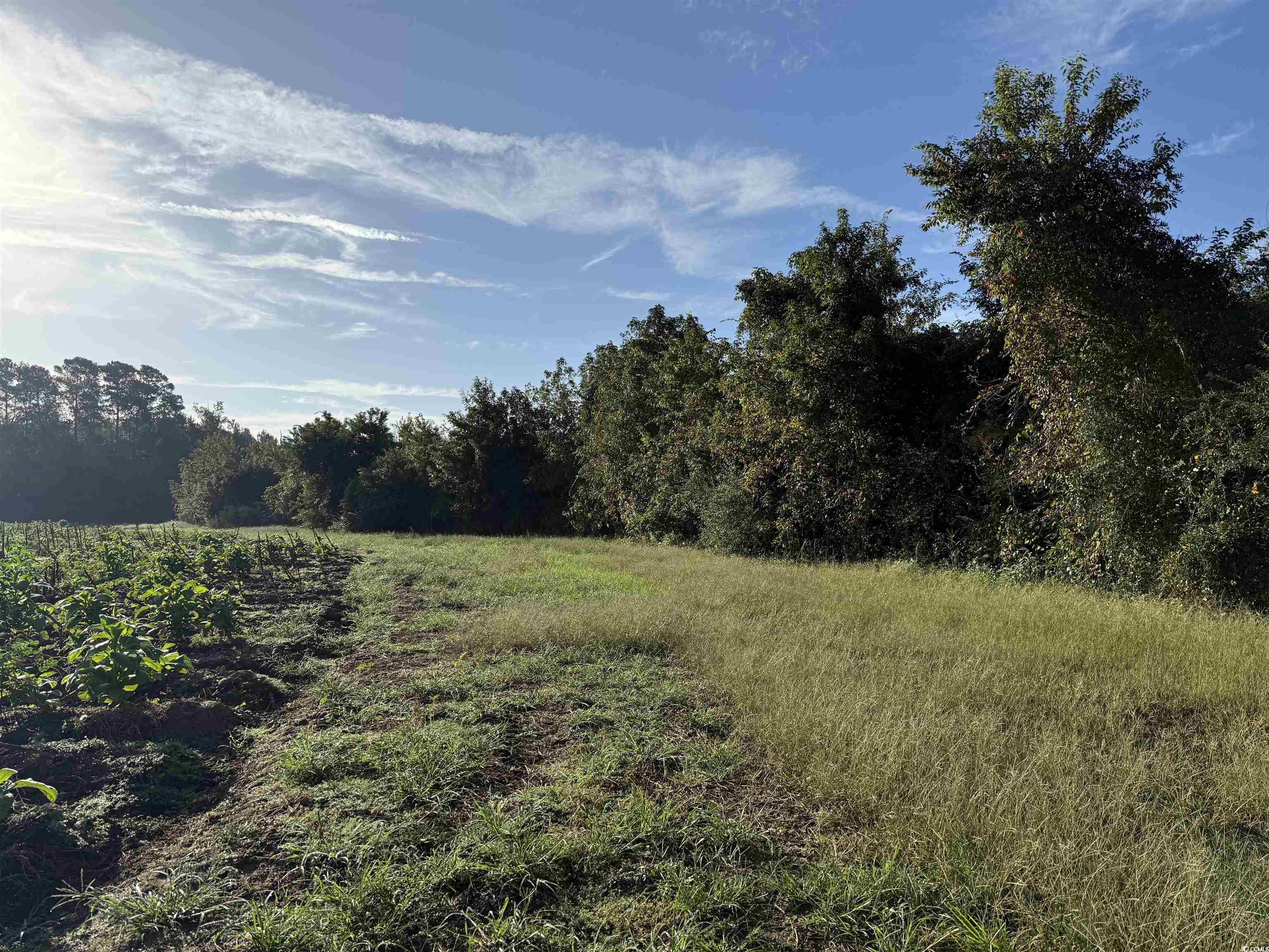 66.5-acres-tbd Baxley Road Hemingway, SC 29554 - Photo 16 of 21