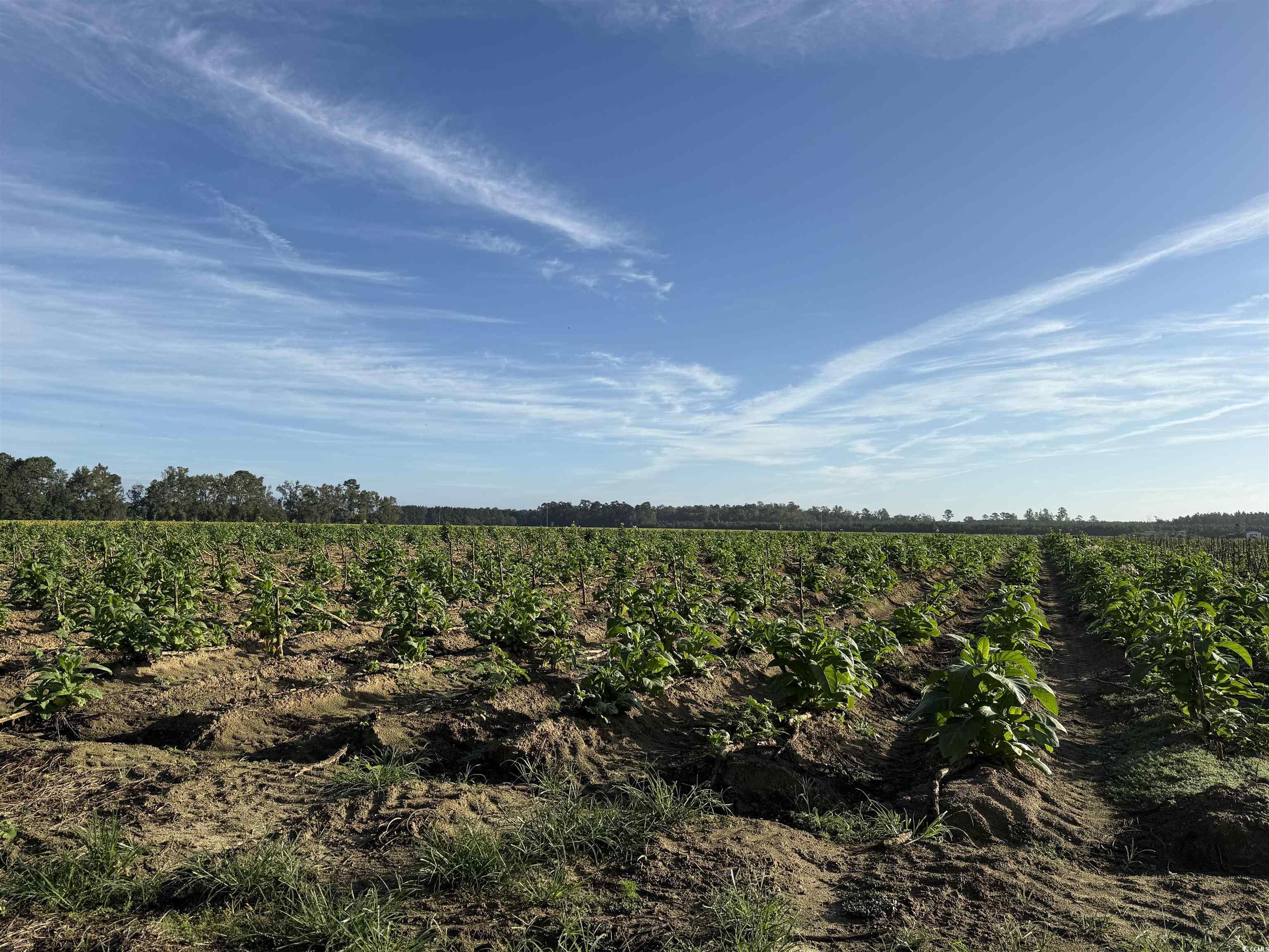 66.5-acres-tbd Baxley Road Hemingway, SC 29554 - Photo 17 of 21