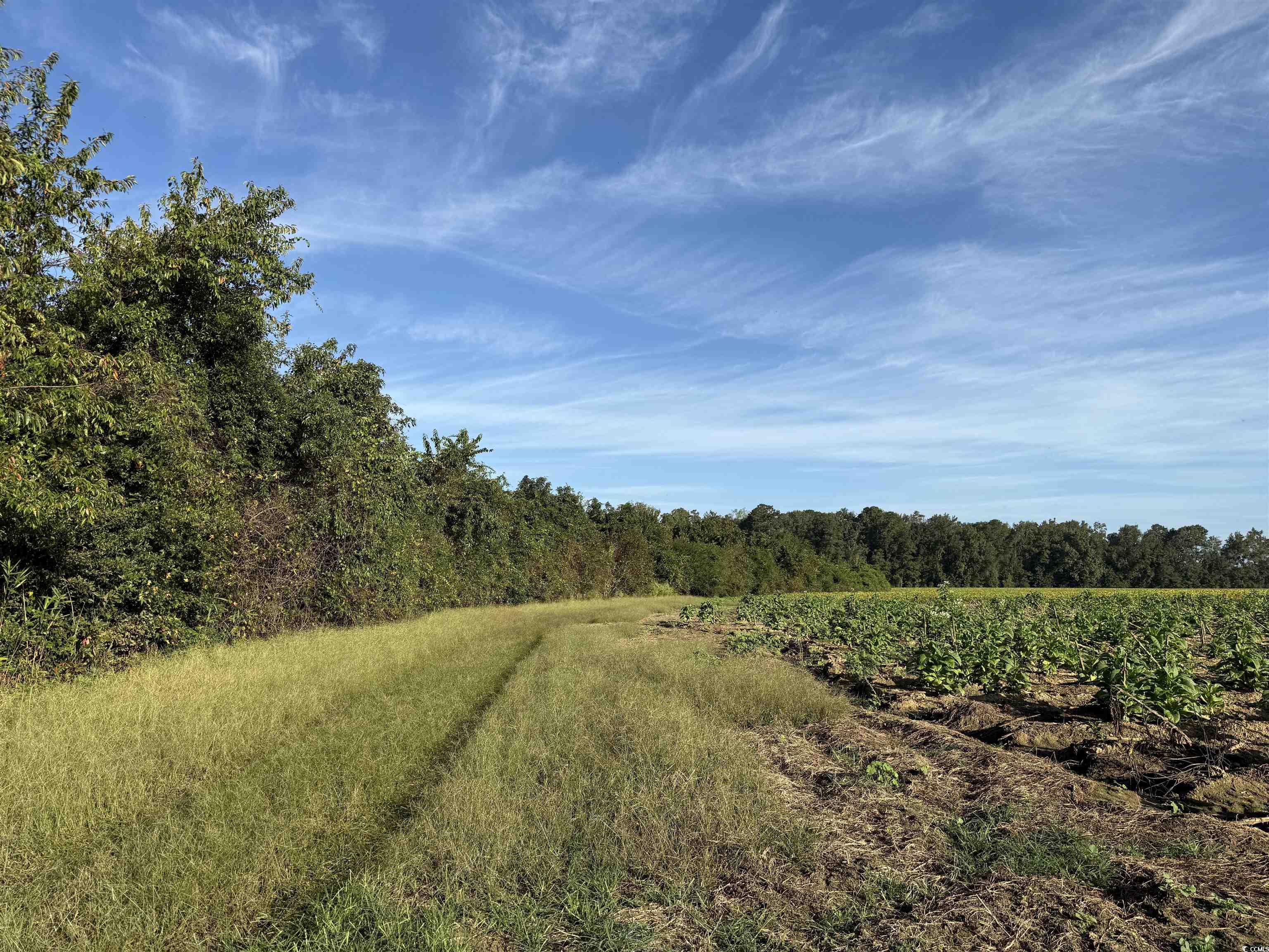 66.5-acres-tbd Baxley Road Hemingway, SC 29554 - Photo 18 of 21