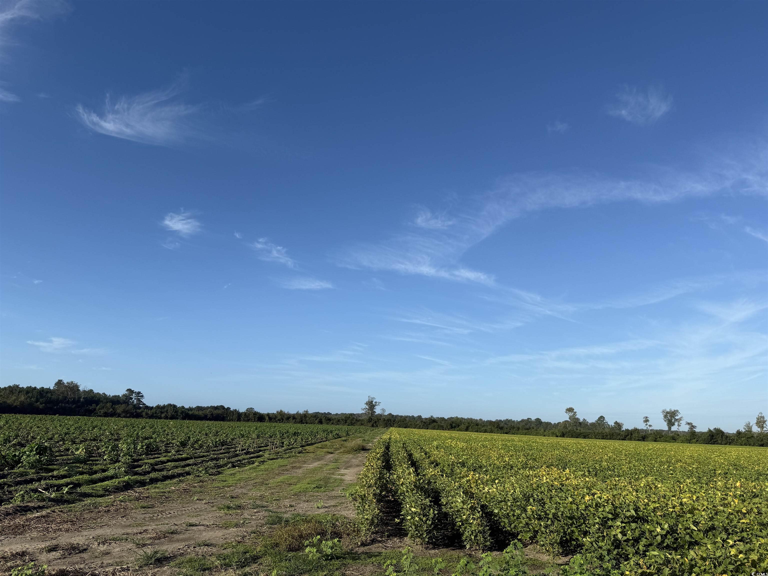 66.5-acres-tbd Baxley Road Hemingway, SC 29554 - Photo 19 of 21