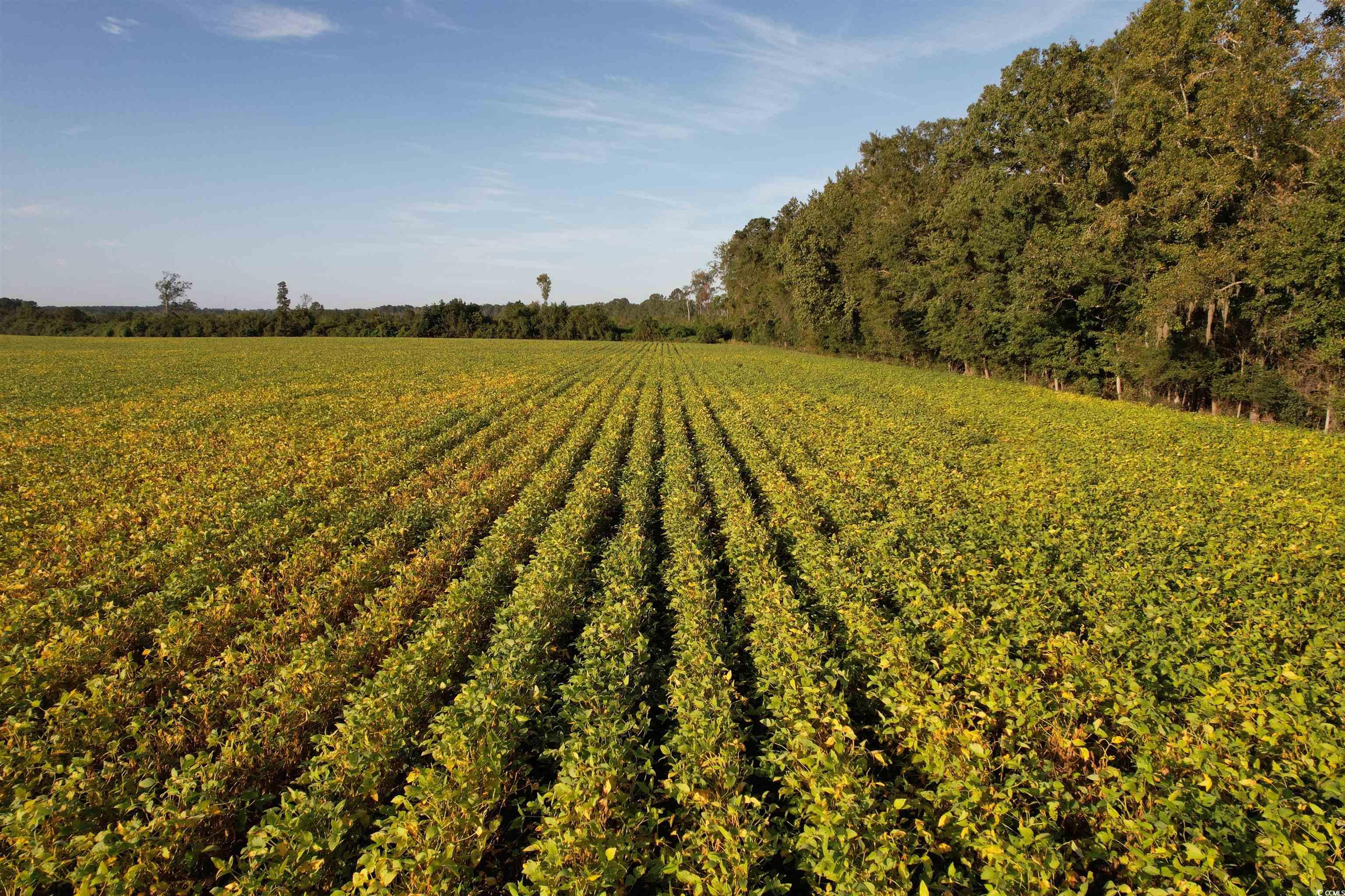 66.5-acres-tbd Baxley Road Hemingway, SC 29554 - Photo 2 of 21