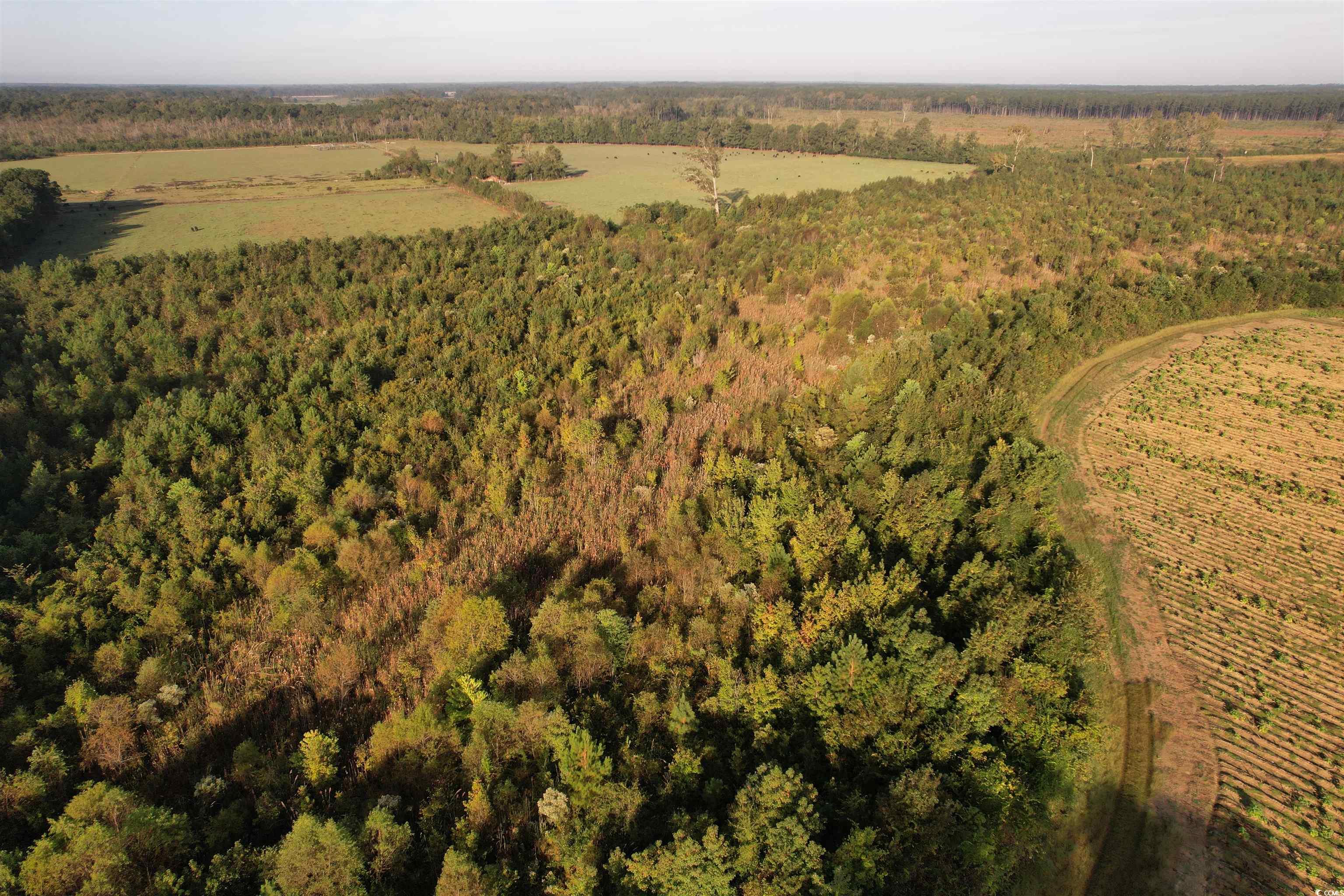 66.5-acres-tbd Baxley Road Hemingway, SC 29554 - Photo 6 of 21