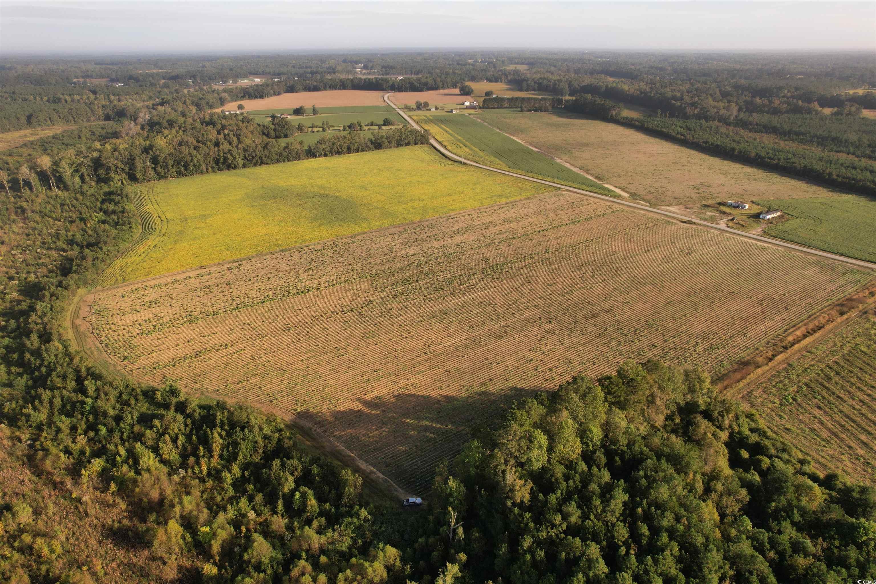 66.5-acres-tbd Baxley Road Hemingway, SC 29554 - Photo 7 of 21