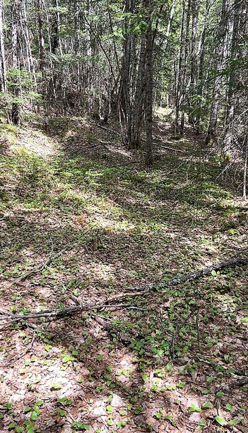 Lot 3 Scott Road Eustis, ME 04936 - Photo 12 of 26 Mixed forest to pond & river