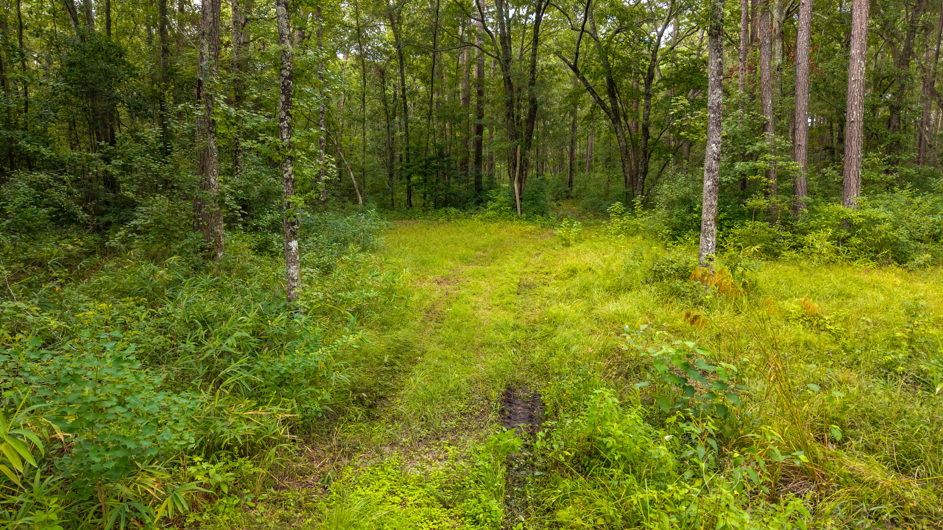 2985 Thadsfarm Road Sumter, SC 29153 - Photo 35 of 83 57