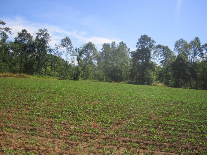 0 Dry Hill Road Ripley, TN 38063 - Photo 5 of 13