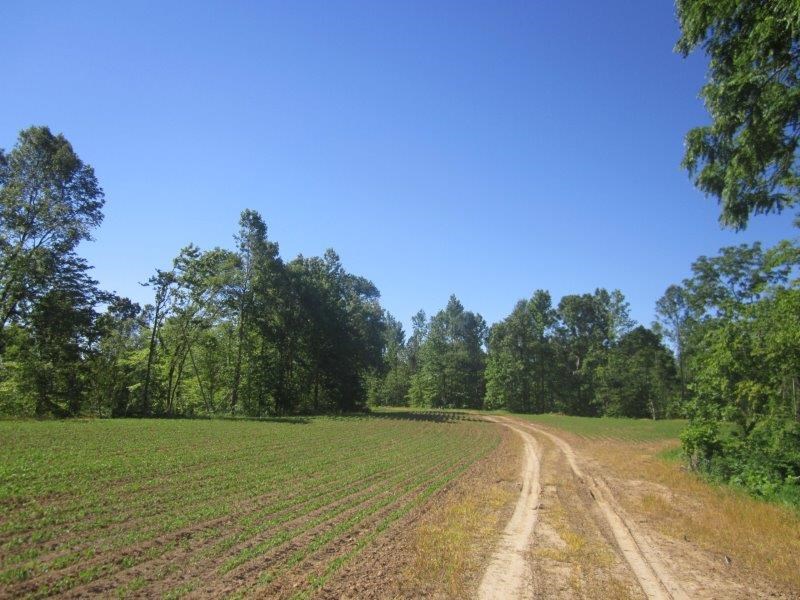 0 Dry Hill Road Ripley, TN 38063 - Photo 7 of 13