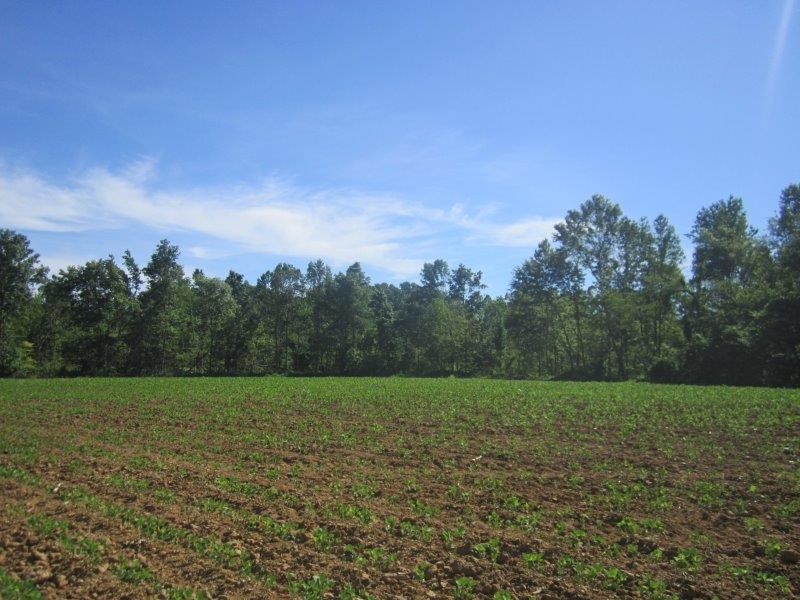 0 Dry Hill Road Ripley, TN 38063 - Photo 8 of 13