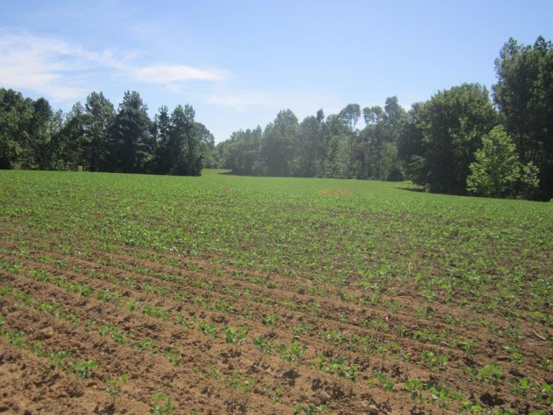 0 Dry Hill Road Ripley, TN 38063 - Photo 10 of 13