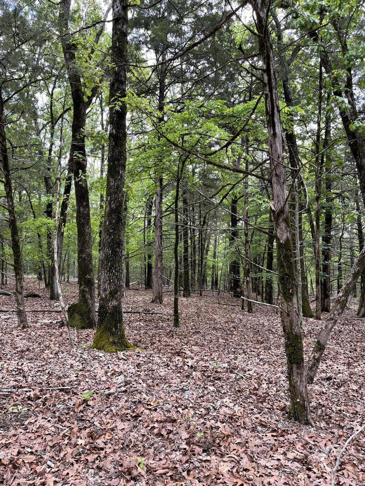 Lot 40-41 Timber Shoals Road Lead Hill, MO 72644 - Photo 4 of 26 Photo Apr 25 2026, 11 56 46